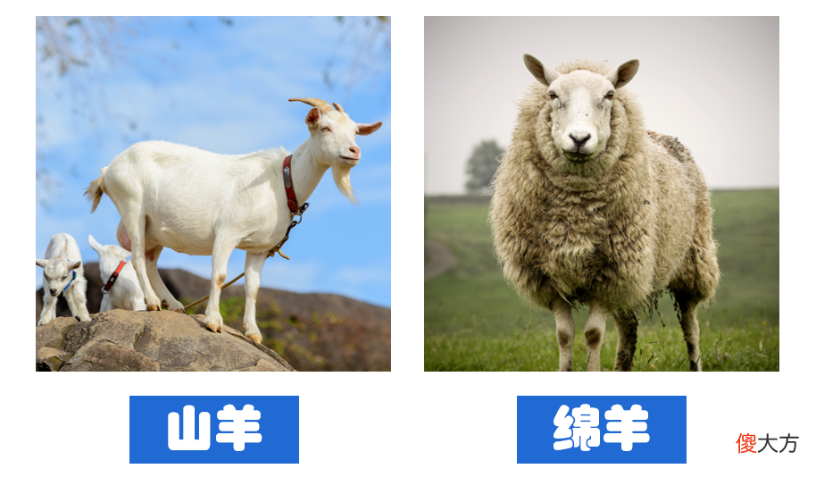 洗衣机上的羊毛绿标认证是什么 羊毛绿标认证 洗衣机