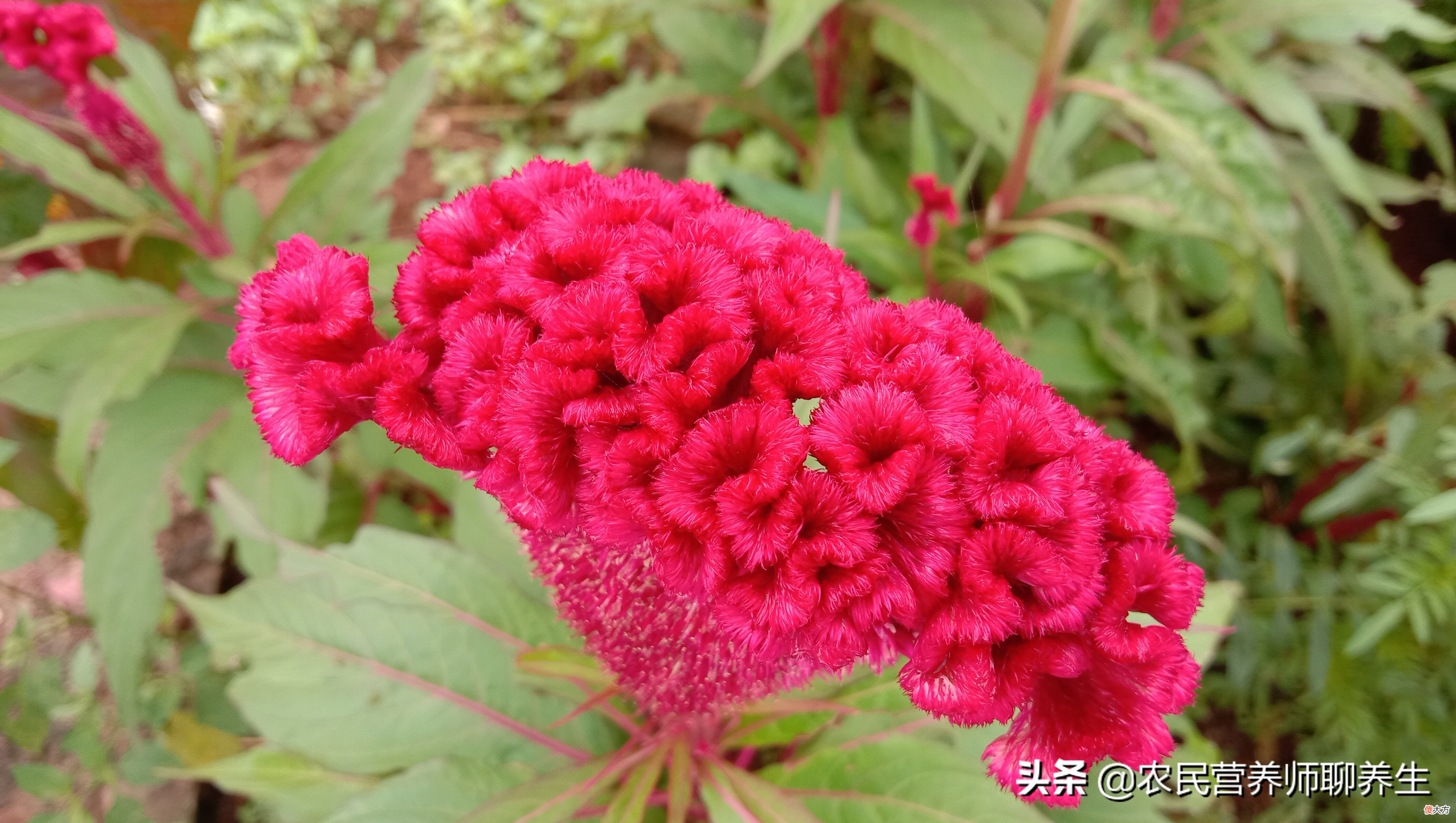 普通的鸡冠花煮水有啥用途 鸡冠花煮水喝有啥作用