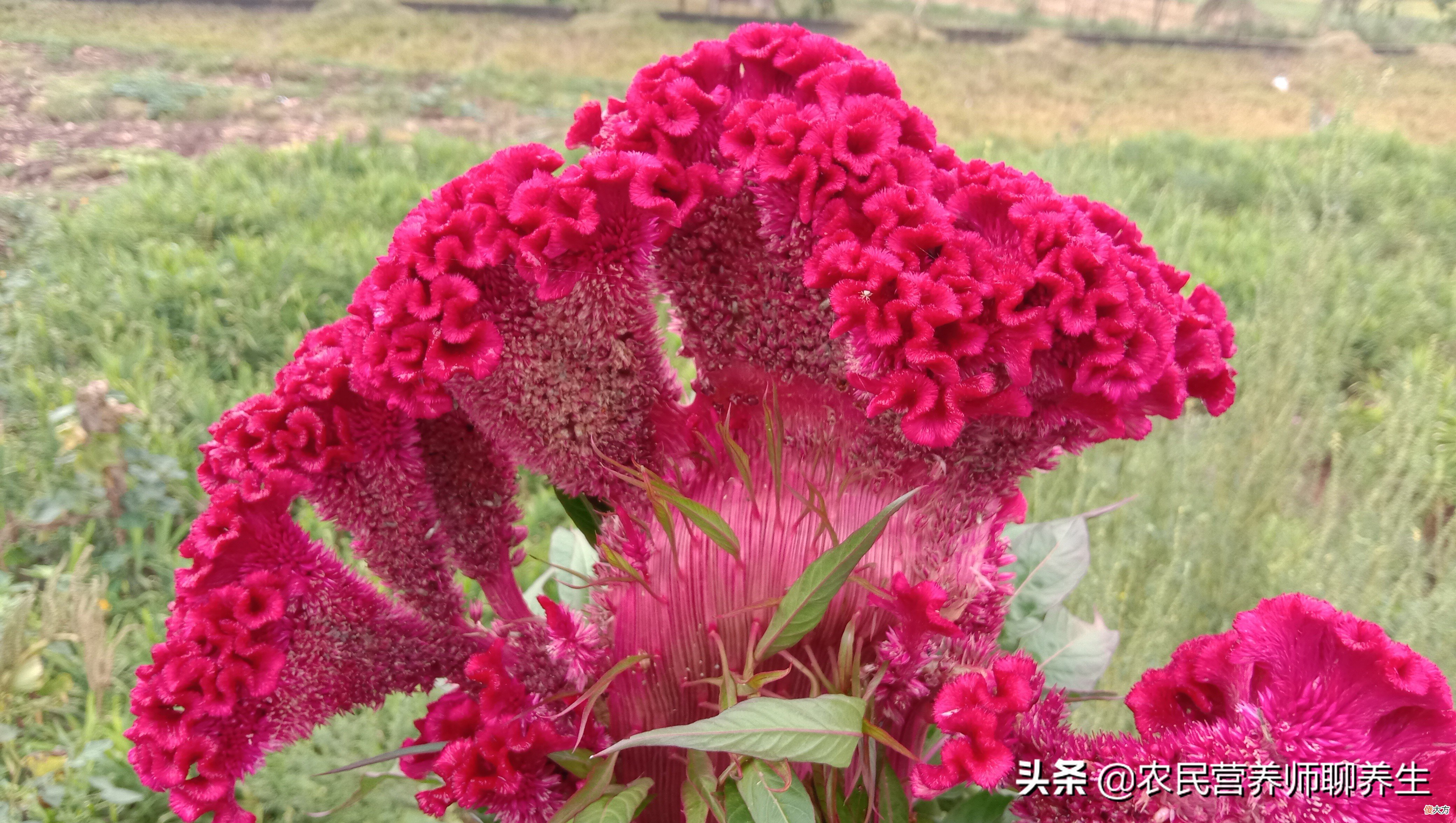 普通的鸡冠花煮水有啥用途 鸡冠花煮水喝有啥作用