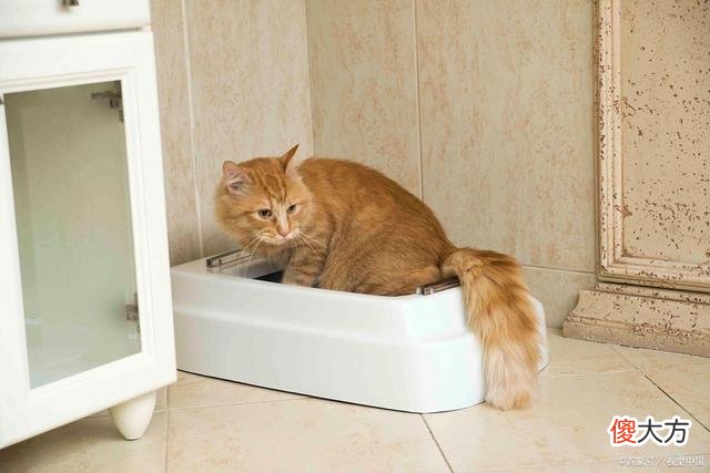 猫砂把厕所堵住了怎么办 用猫砂把厕所弄堵了怎么办