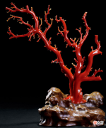 传说中珊瑚的神奇之谜 神奇的珊瑚礁