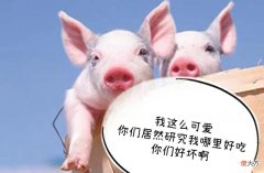 却分不清猪什么部位好吃 猪的哪个部位不好吃