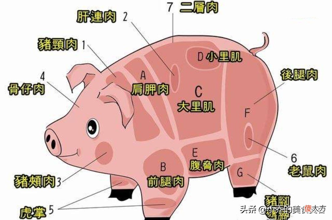 猪身上的部位图 猪身上的部位图片