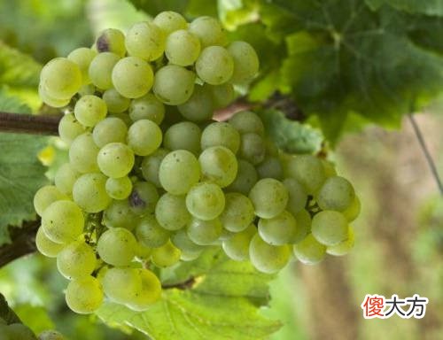 葡萄酒可以缓解抑郁 每天喝一杯葡萄酒对身体有影响吗