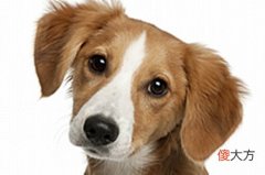 生肖狗最怕的出生月份