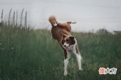 70年属狗人三大坎是什么