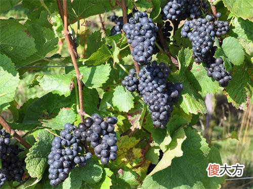 如何判断不同葡萄酒的适饮期 葡萄酒质量与时间的关系
