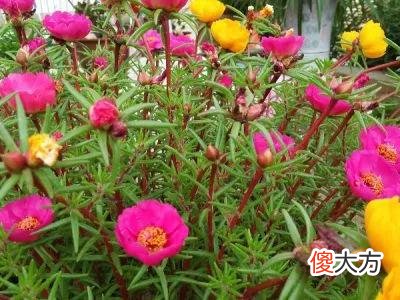 太阳花的秘密 太阳花的秘密是什么