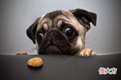 水狗几月出生命好