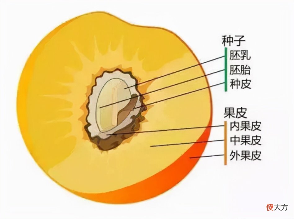 这么好看的银杏 银杏哪个地方比较好看