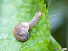 雨天的蜗牛是不是可以吃的高营养白玉蜗牛？