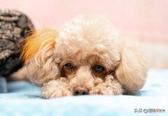 泰迪是什么犬种 泰迪狗是什么犬种