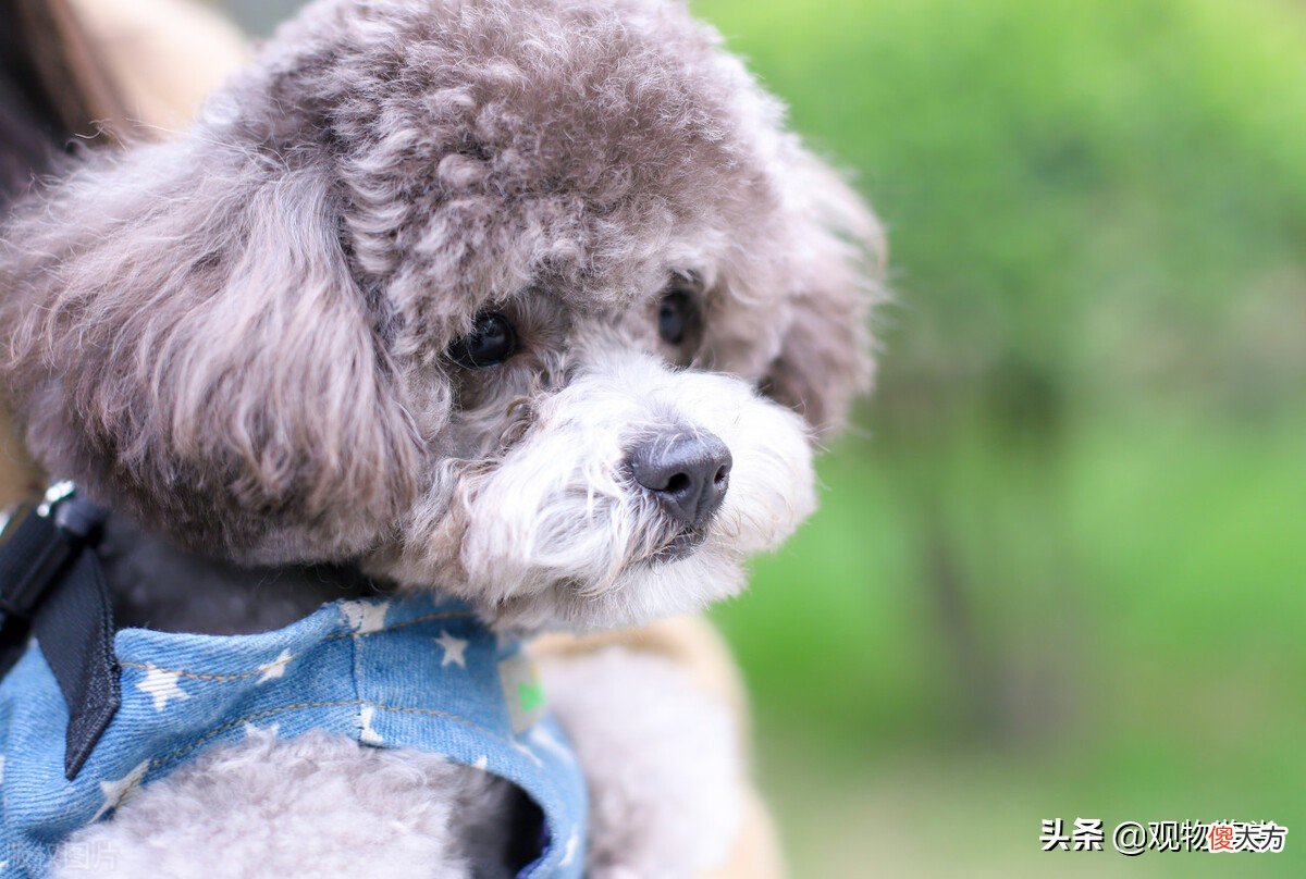 泰迪是什么犬种 泰迪狗是什么犬种