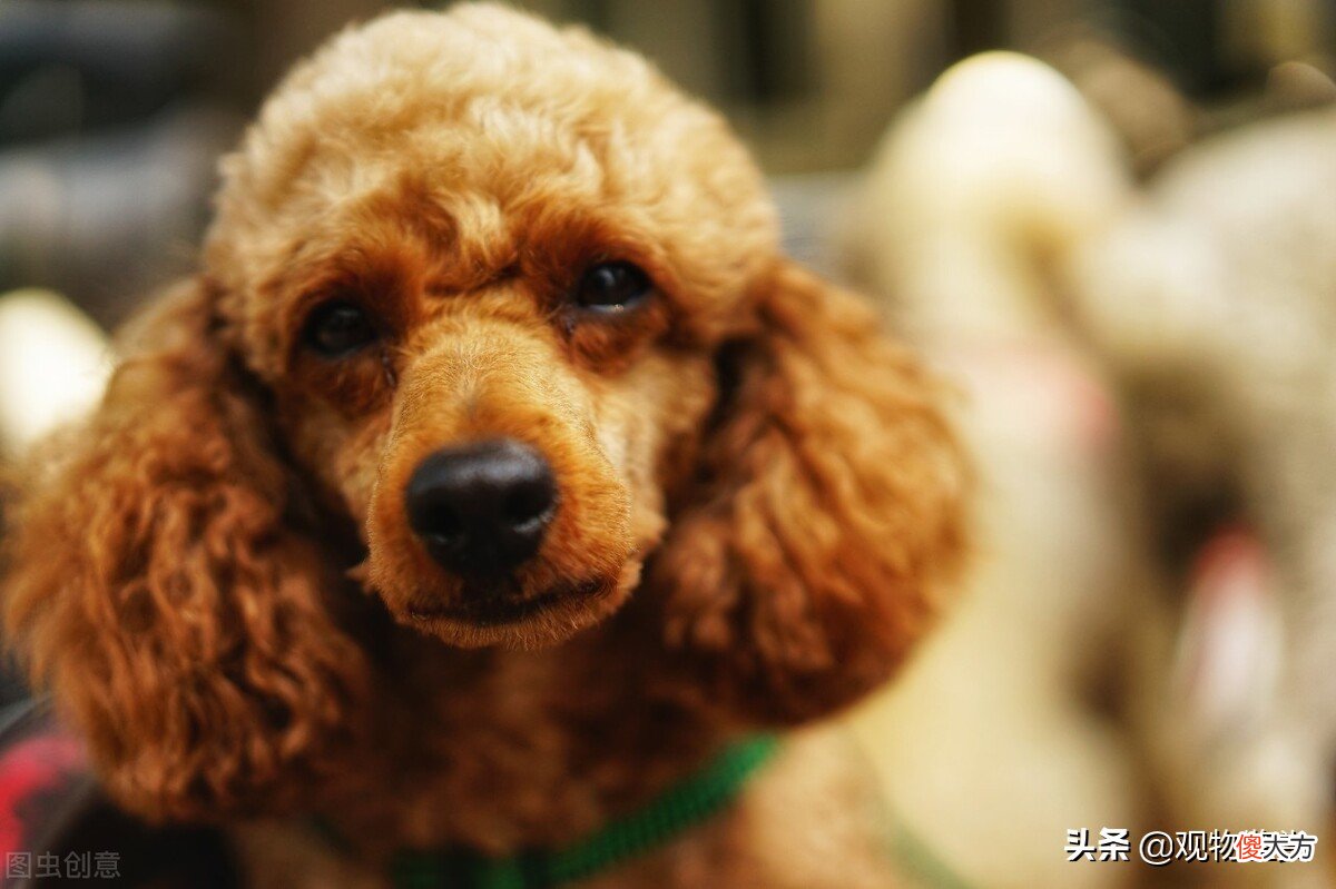 泰迪是什么犬种 泰迪狗是什么犬种