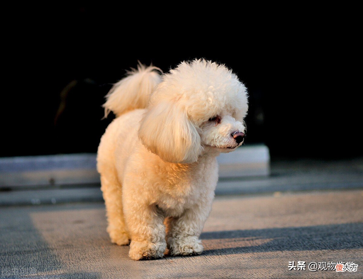 泰迪是什么犬种 泰迪狗是什么犬种
