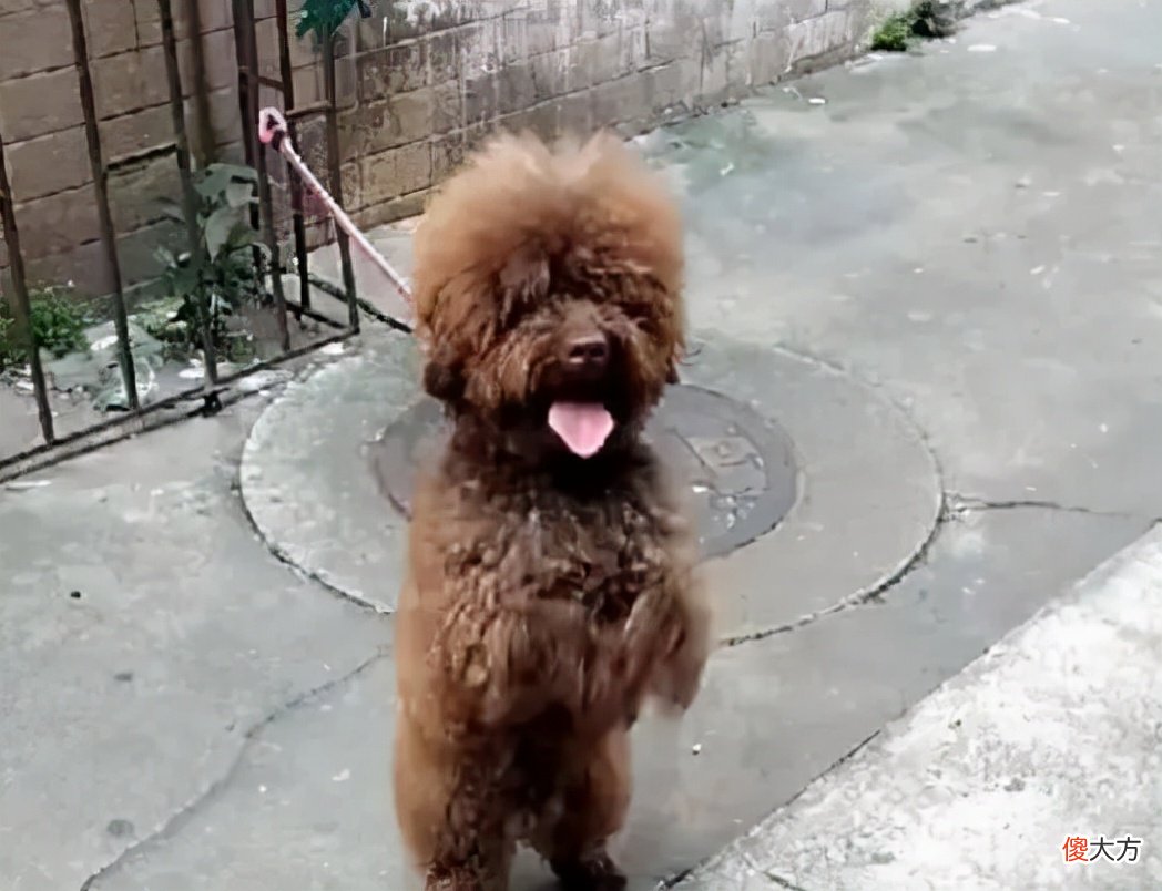泰迪为什么招人厌烦 泰迪为什么招人讨厌