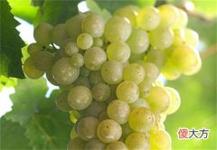 红酒代理商是怎么赚钱的 红酒代理加盟条件