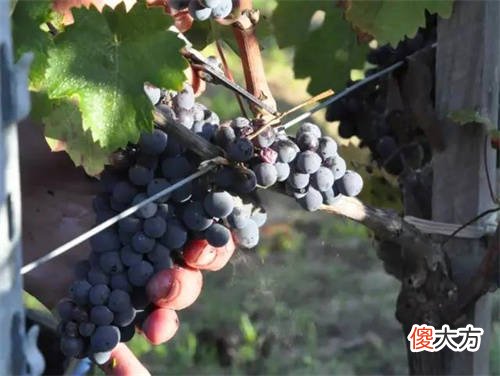 葡萄酒开瓶一天好喝 葡萄酒开瓶第二天苦