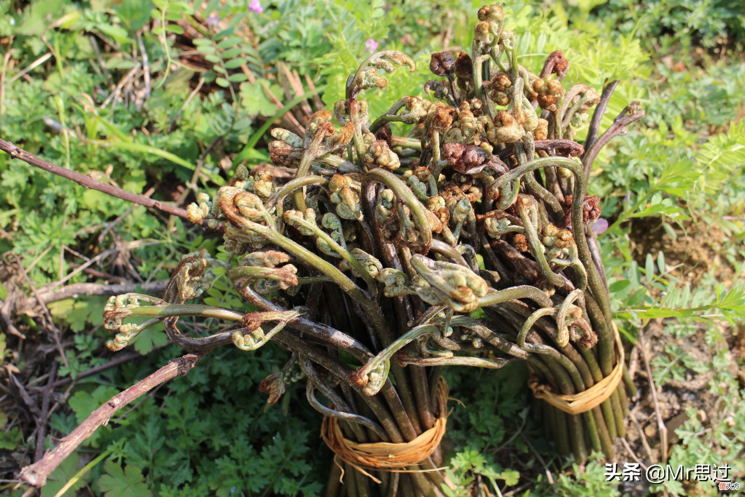 山上的蕨菜是致癌的不能吃 山蕨菜会致癌吗