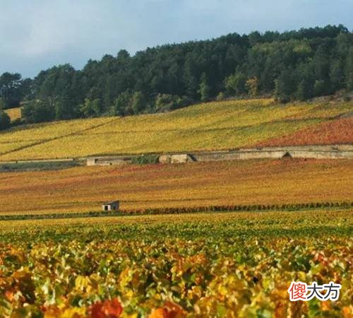 威士劳赫 德国雷司令干白葡萄酒价格