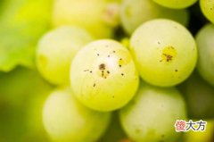 开红酒加盟店如何运作才好 红酒加盟需要多少资金