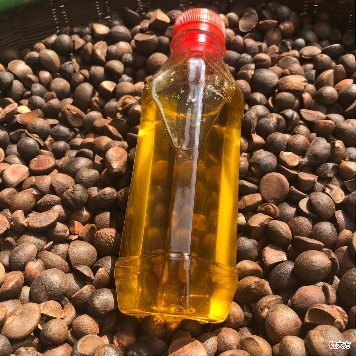 茶籽油是智商税吗 茶叶是智商税