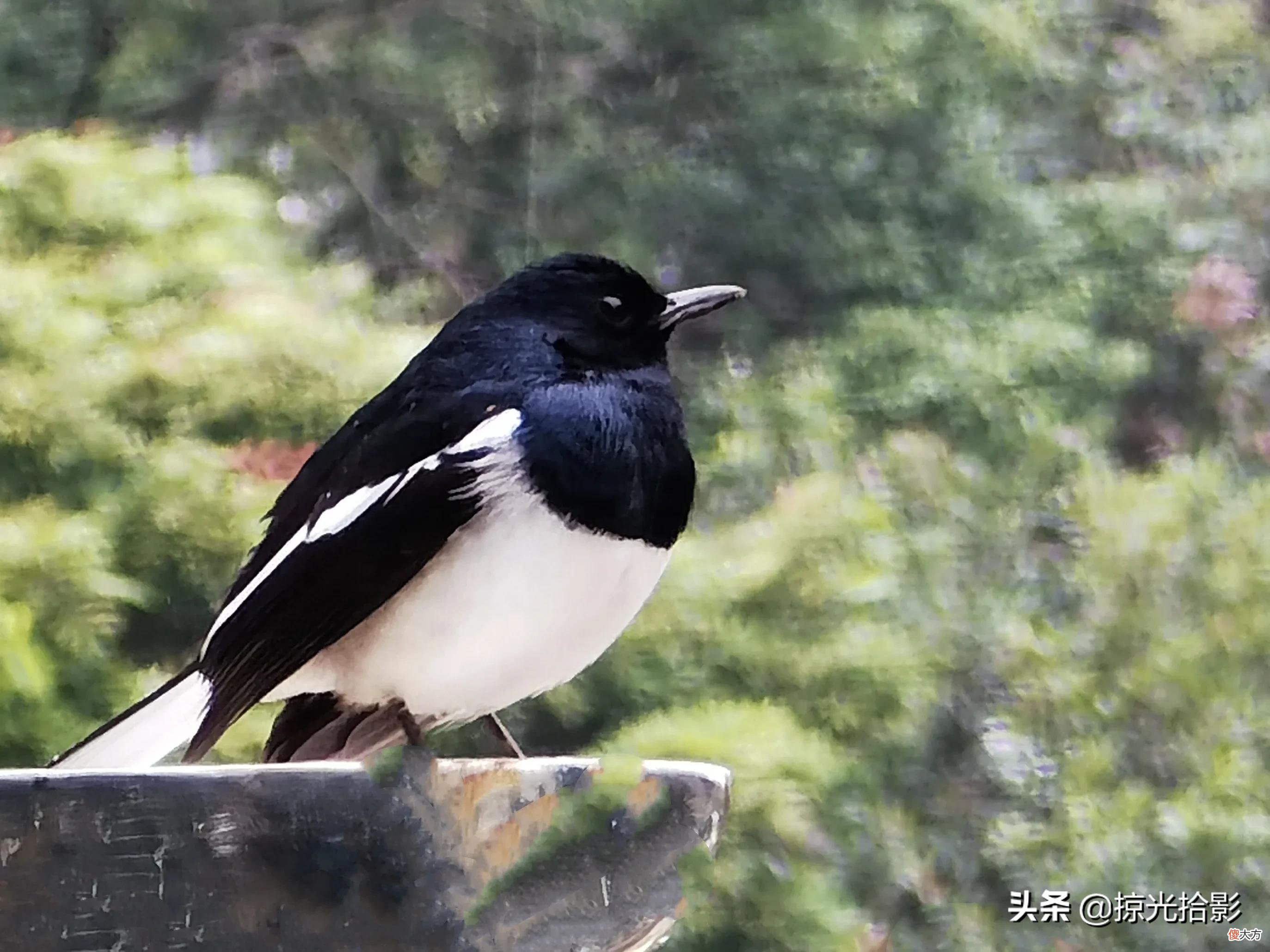 手机拍出好图片 手机拍出好照片