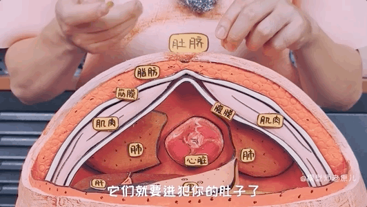 肚脐眼儿为啥形状不一样 肚脐眼为什么形状不一样