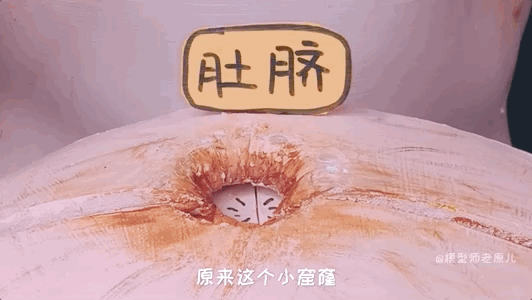 肚脐眼儿为啥形状不一样 肚脐眼为什么形状不一样