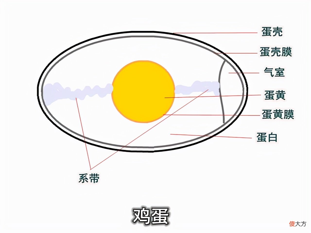 微波炉煮鸡蛋有什么风险 微波炉里怎样煮鸡蛋安全