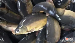 淡水鱼为啥变贵了 为什么海鱼贵过淡水鱼
