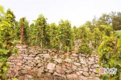 葡萄酒与健康 中国古代的葡萄酒