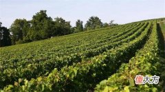 怎样饮葡萄酒才有利于保健 葡萄酒适当饮用有利于身心健康