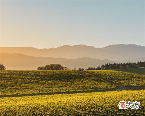 白藜芦醇的四大功效 白藜芦醇的10大功效