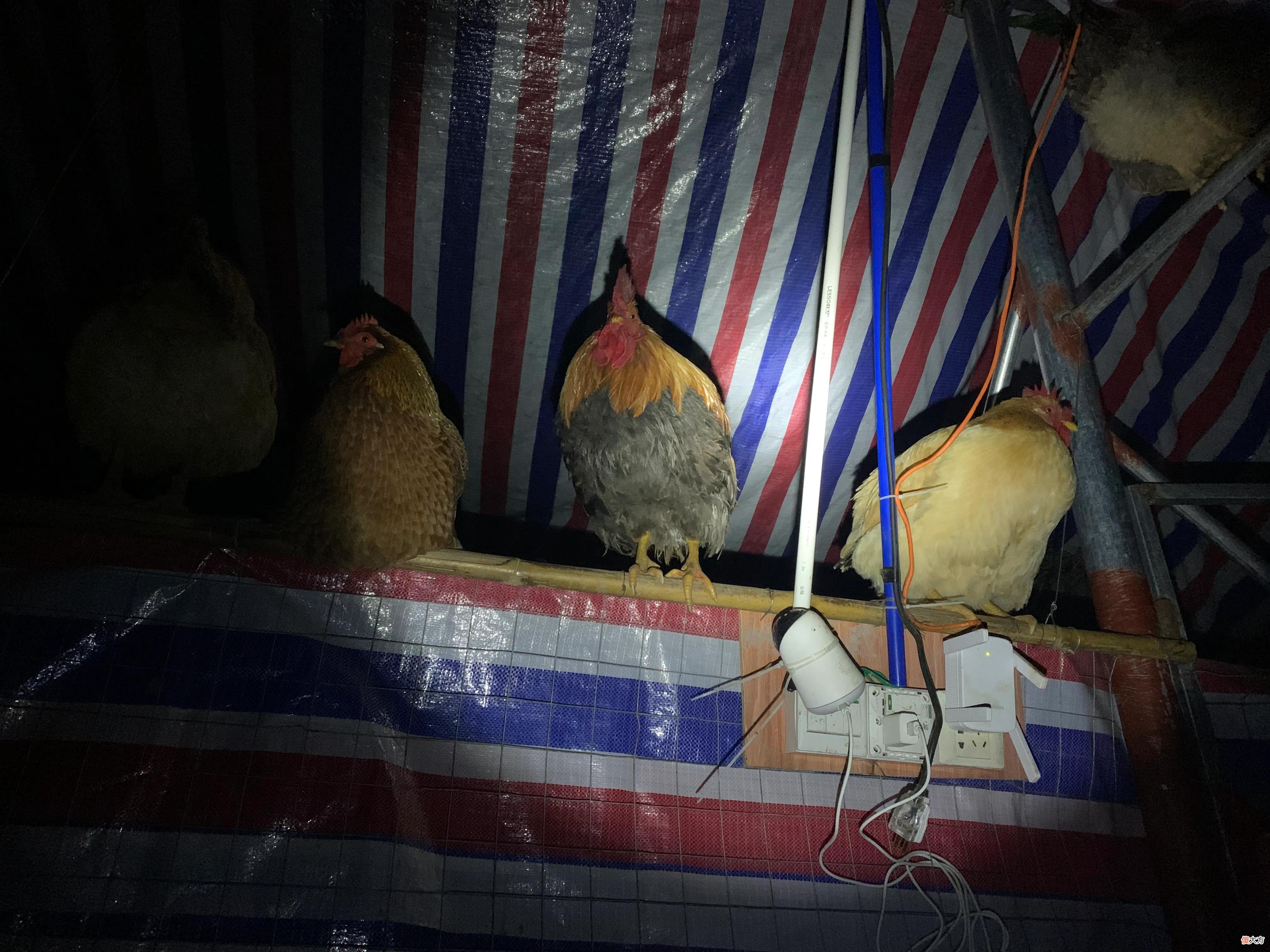 母鸡真的会养陌生小鸡 母鸡会养陌生的小鸡吗
