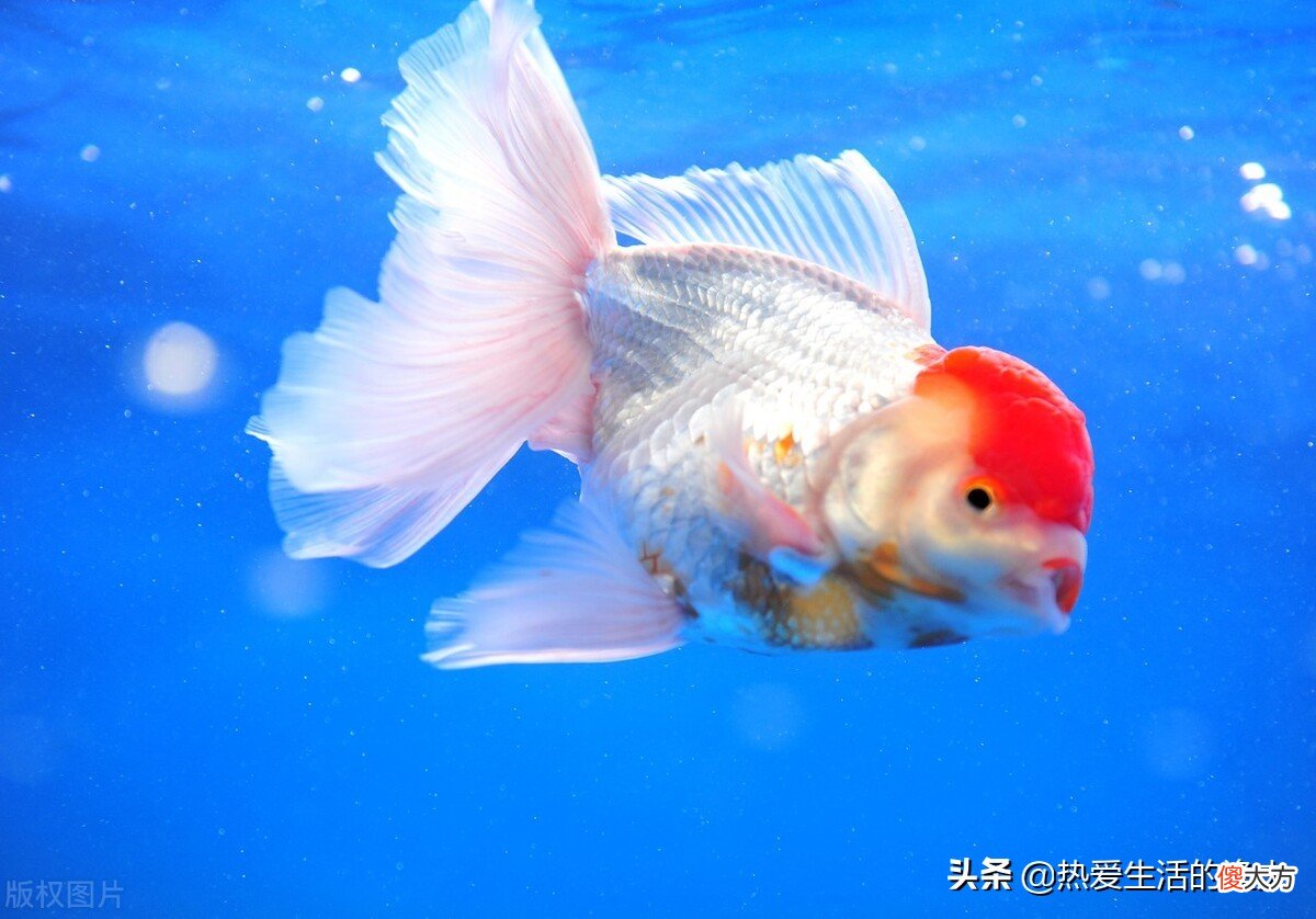 刚刚出生的金鱼鱼苗喂什么好 刚出生的金鱼苗吃什么