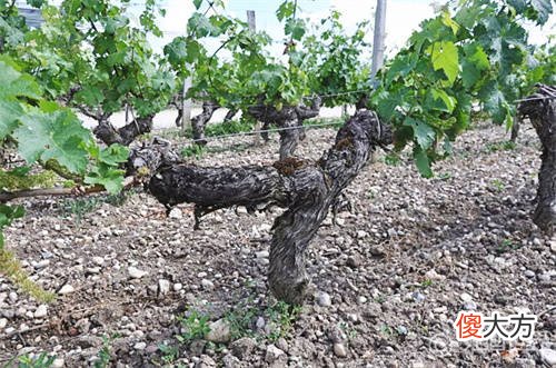 杰卡斯霞多丽珍藏级干白葡萄酒 九顶庄园霞多丽珍藏干白价格