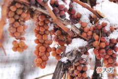 夜来美酒声，风土知多少