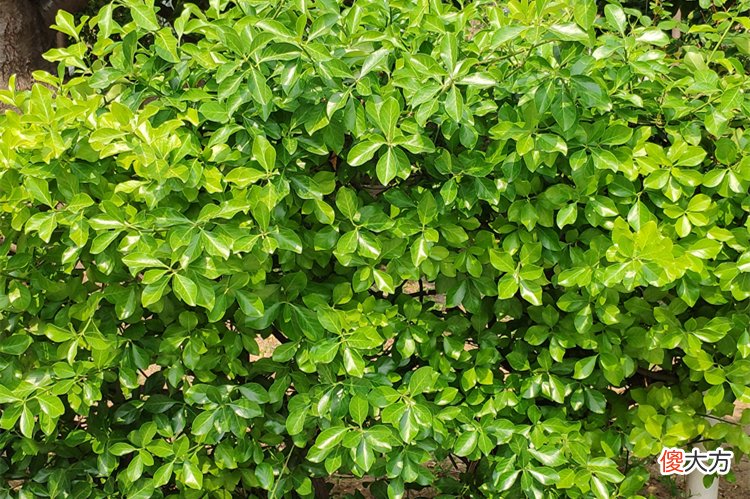 6种公认的低热量食物 十种低热量食物