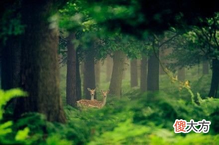 唐诗中最美的10首五言绝句 五言绝句最美十首诗