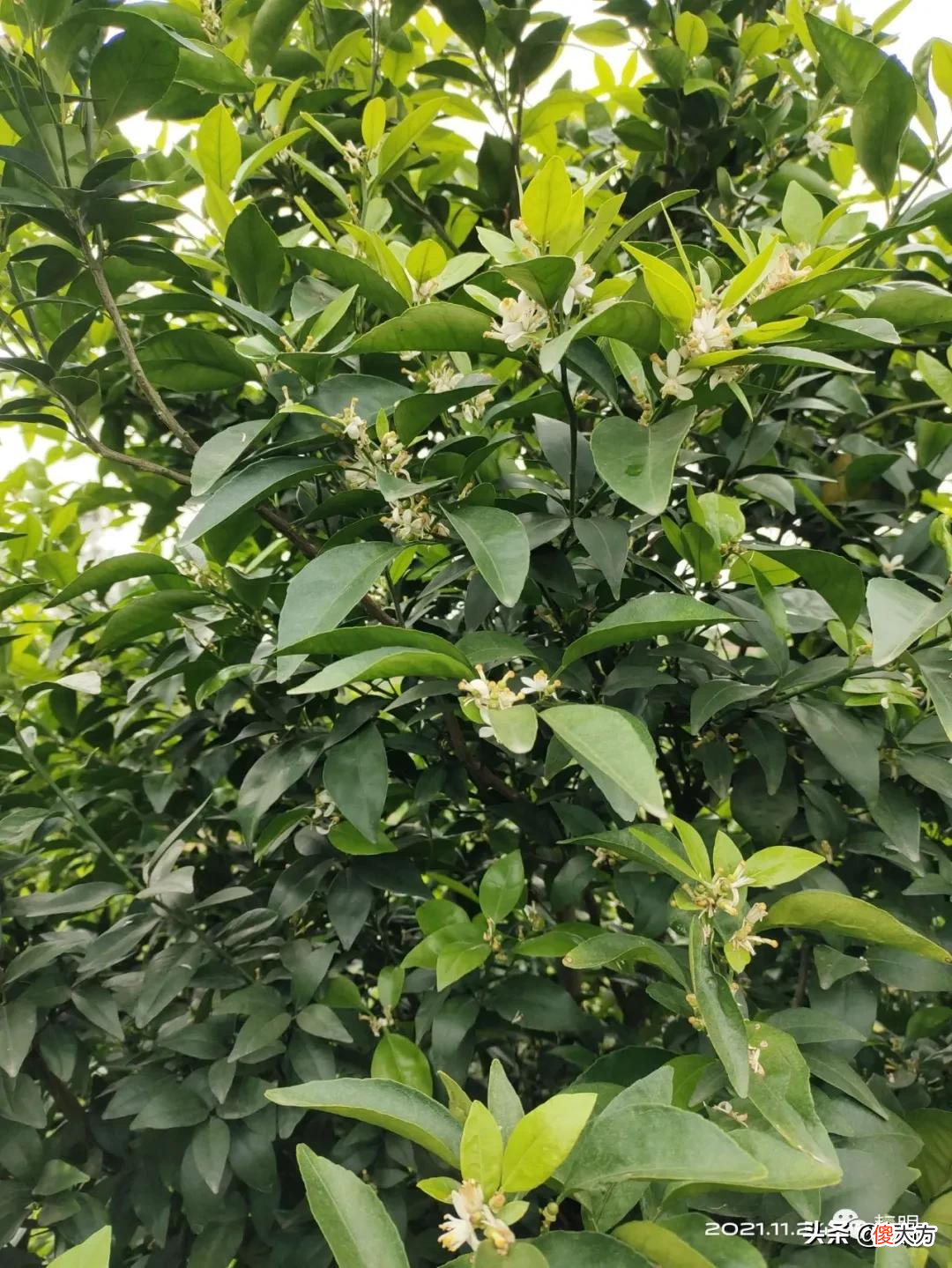 沃柑可用植物防冻液吗？沃柑转色用三唑类杀菌剂会抑制果实膨大吗