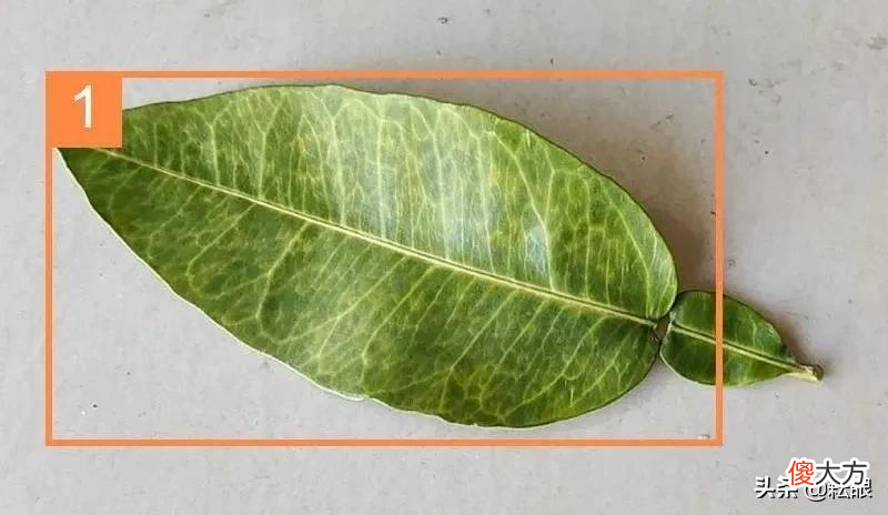 沃柑可用植物防冻液吗？沃柑转色用三唑类杀菌剂会抑制果实膨大吗
