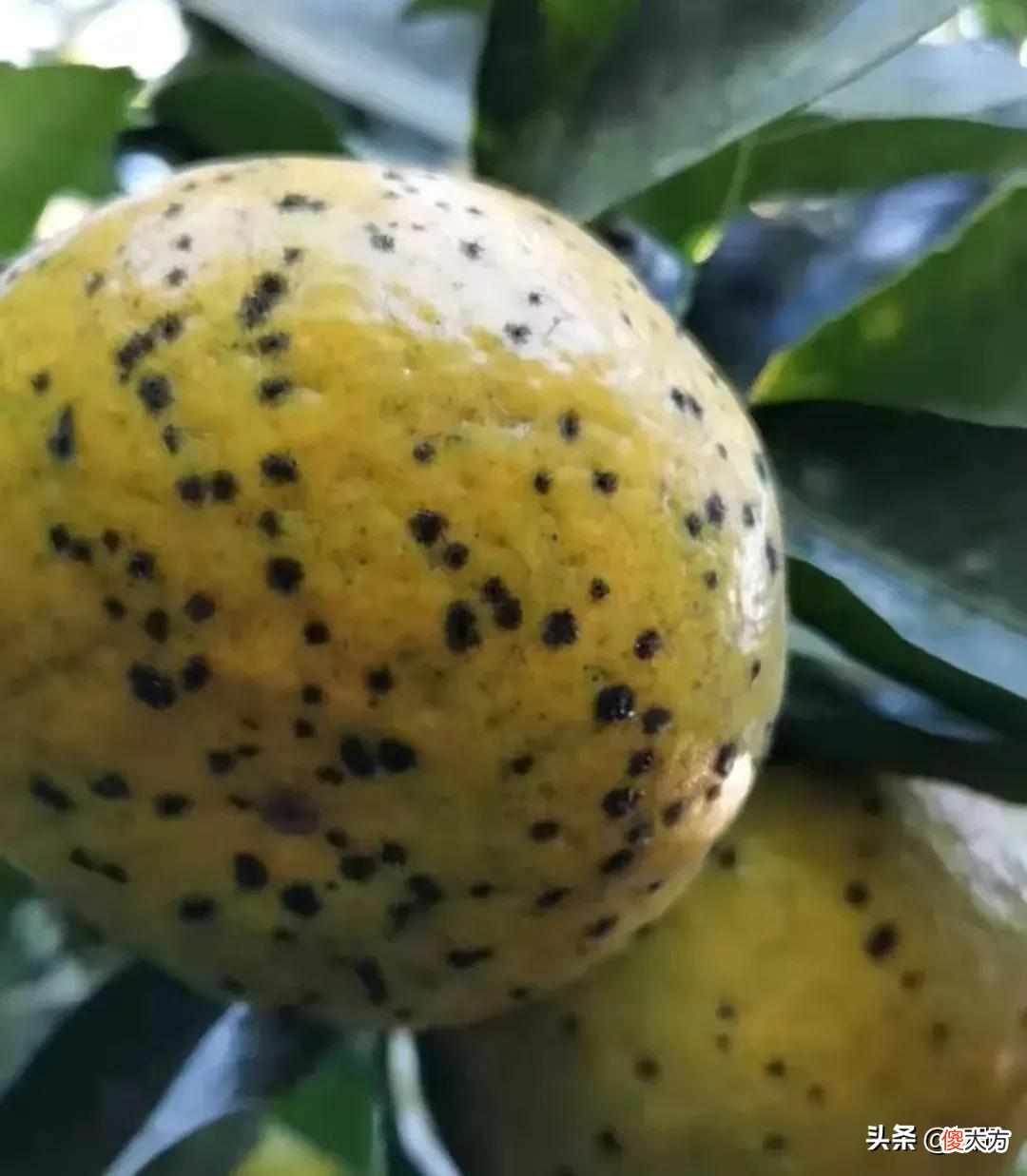沃柑可用植物防冻液吗？沃柑转色用三唑类杀菌剂会抑制果实膨大吗