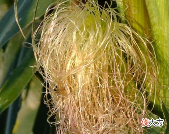 吃玉米能降血糖吗 经常吃玉米能降血糖吗