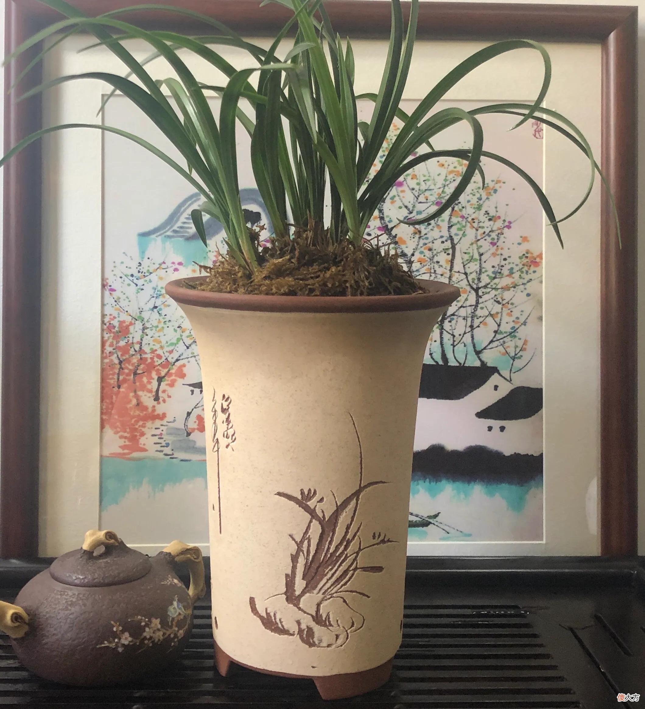 家庭养几盆兰花的好处 家庭养兰花养几盆最好