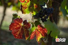 白葡萄酒酒菜搭配 西拉红葡萄酒搭配美食