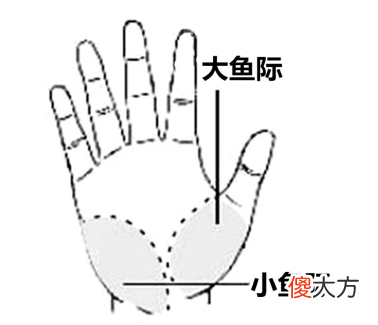 大鱼际位置图及作用