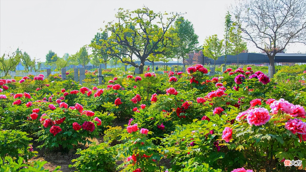 菏泽有几个区县 菏泽地区有几个区县