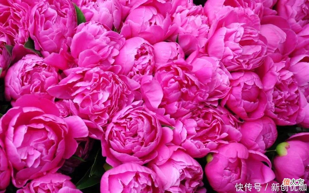 【星座控】5月，好运升温，财势上涨，爱情桃花旺，事业喜讯多的三个生肖