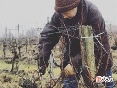 公爵夫人红酒 伯爵夫人葡萄酒